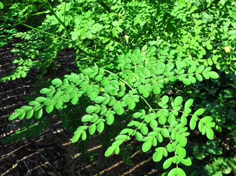 english of malunggay|Malunggay in English and its Benefits .